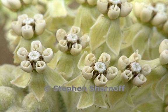 asclepias vestita 8 graphic